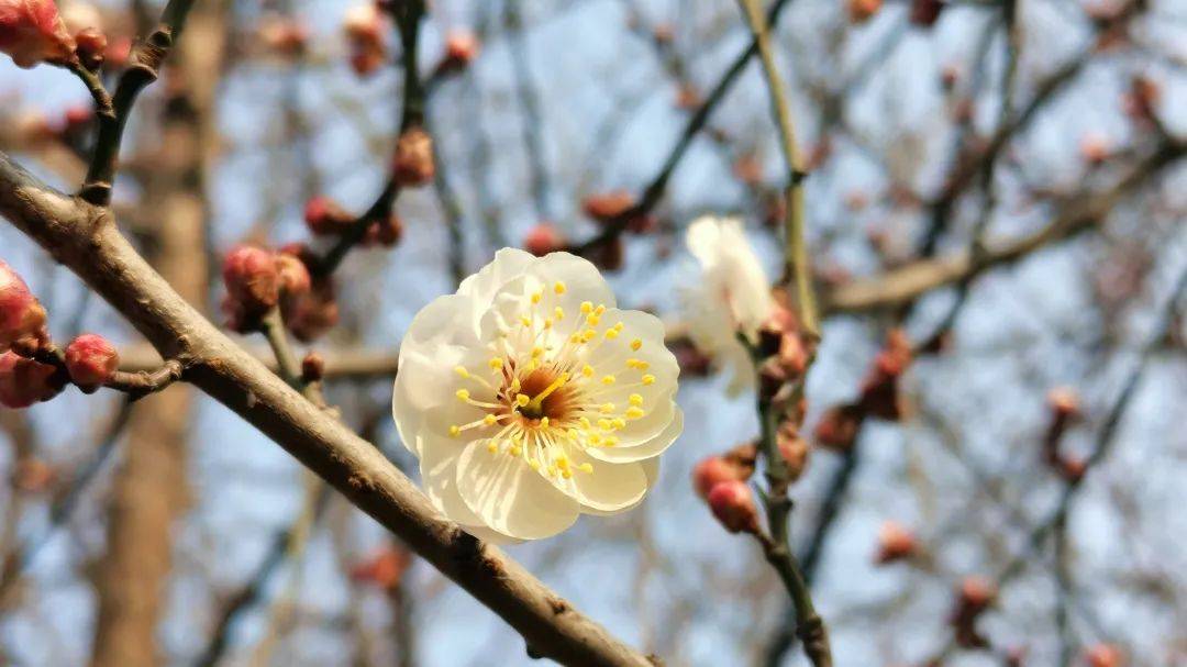 梅花树多少钱一株啊图片