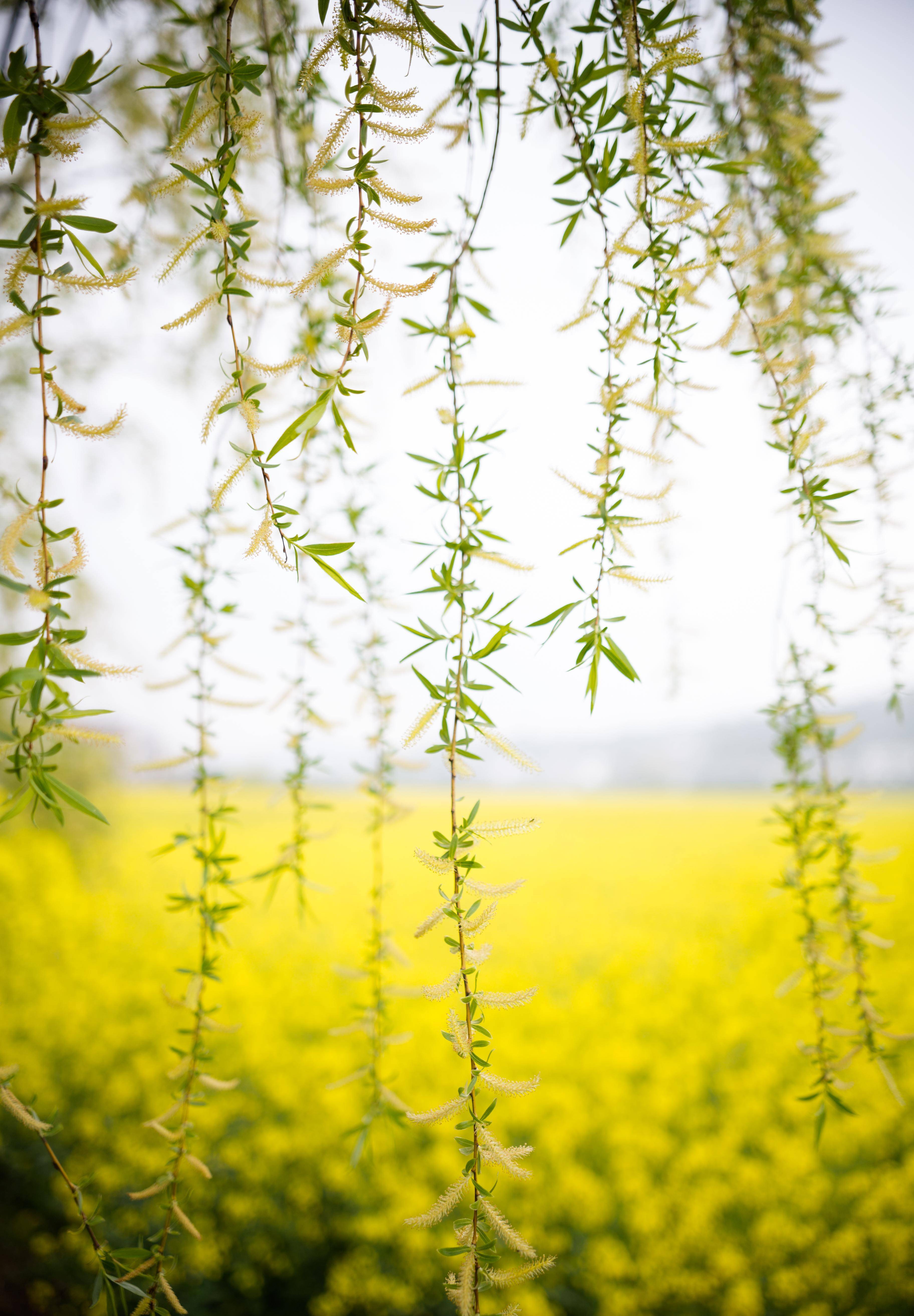 安顺旧州油菜花图片