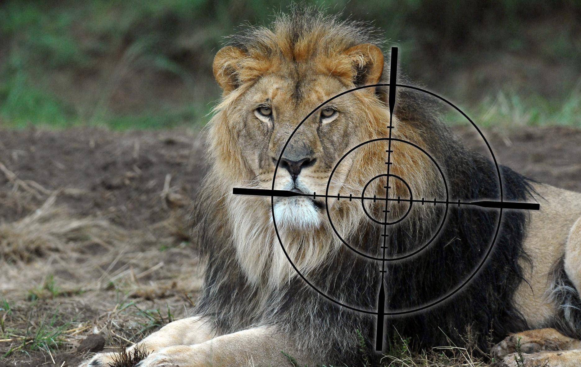 欧洲殖民者喜爱猎狮子,使其开始趋利避害根据资料来