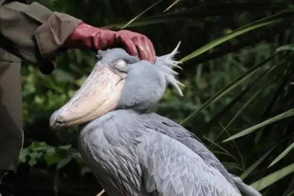 鲸头鹳:"恐龙"又出现了,见到人类鞠躬还送礼,喜欢吃鳄鱼幼崽_鸟类