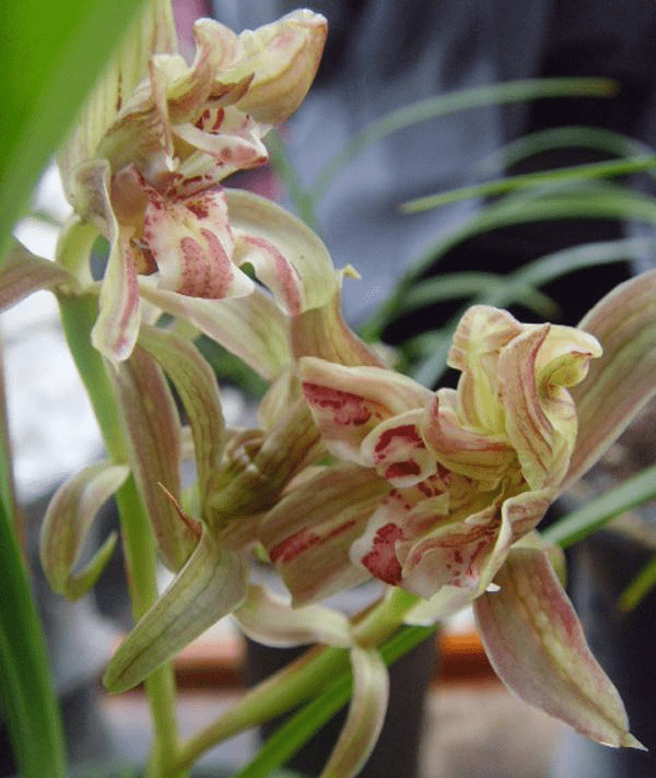 春剑红花牡丹之首:西部红牡丹