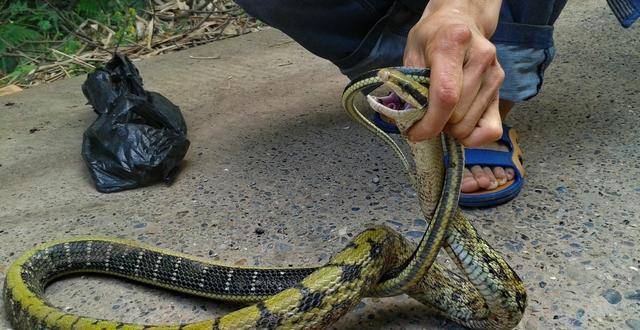 湖北一男子,被蛇"追杀"5年,被蛇咬死后,蛇群还在其坟上安家_程地明