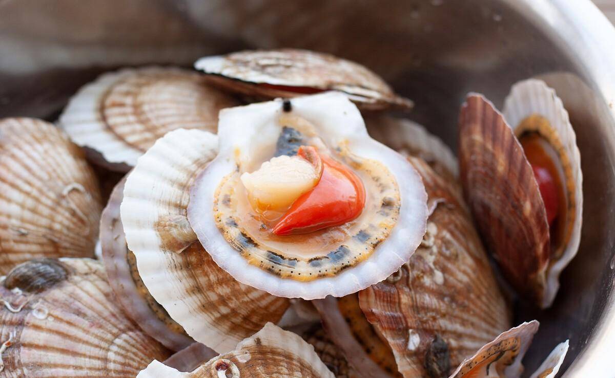 蒸扇贝时,直接上锅蒸就"废了",教你正确做法,扇贝鲜嫩不回缩_泥沙