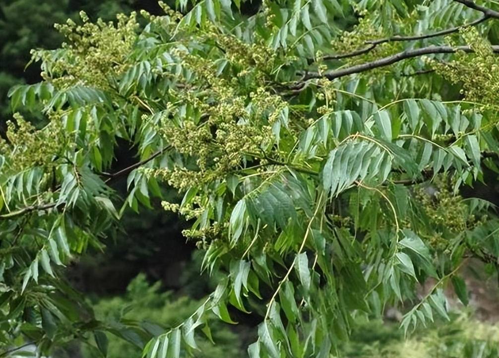能作为涂料使用,木质坚硬是上好的木材,其实它的干漆也能够入药使用