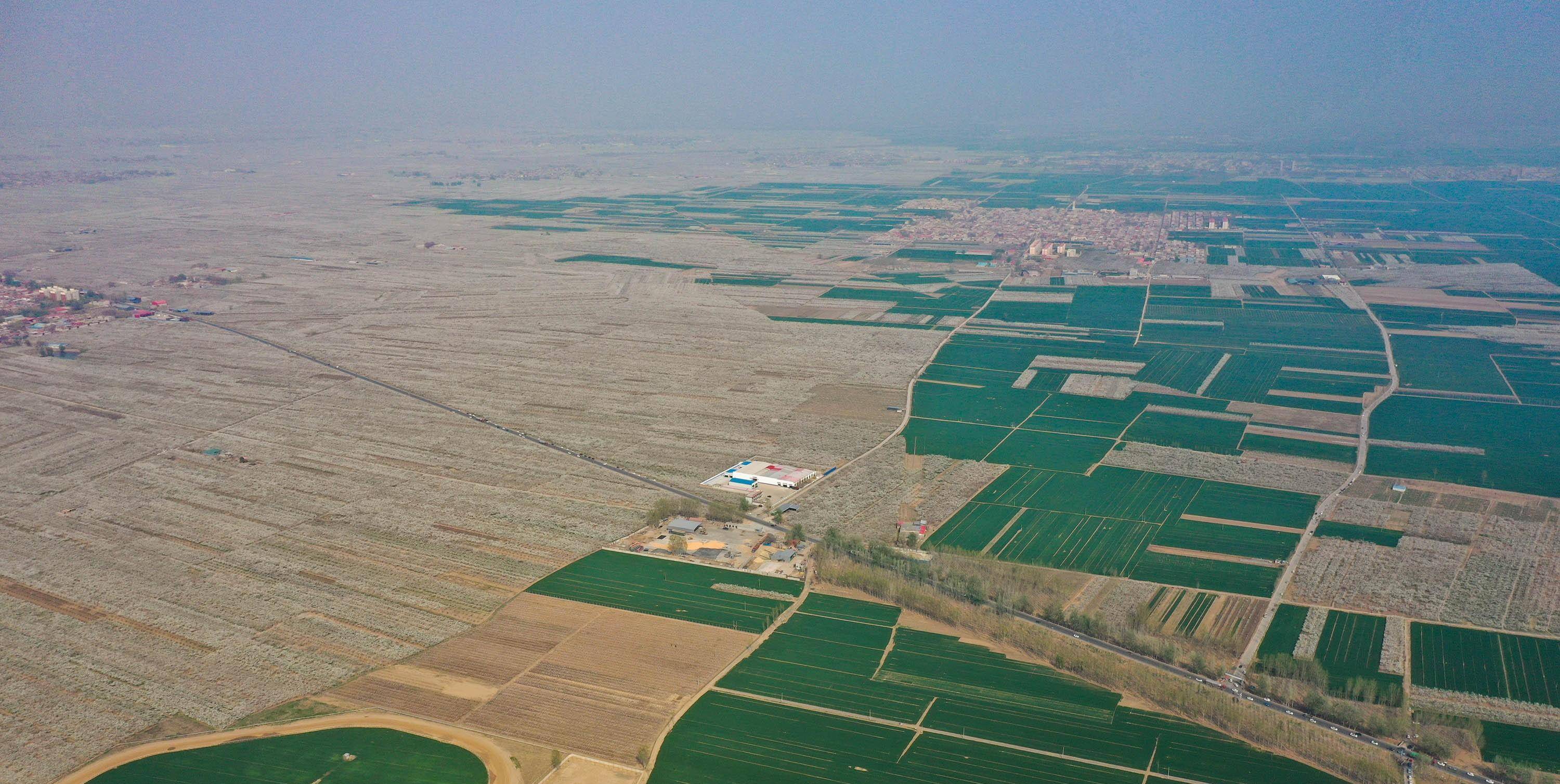 用无人机视角俯瞰,一望无际的白色梨花和成片的绿色麦田将华北平原的