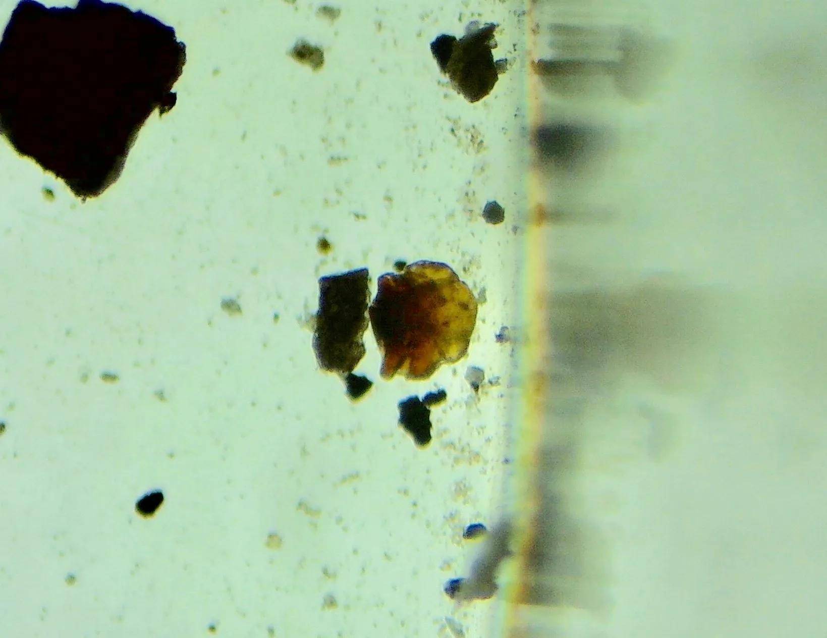 生物小知识1鱼类鳞片的类型和特点_scale_进化_菱形