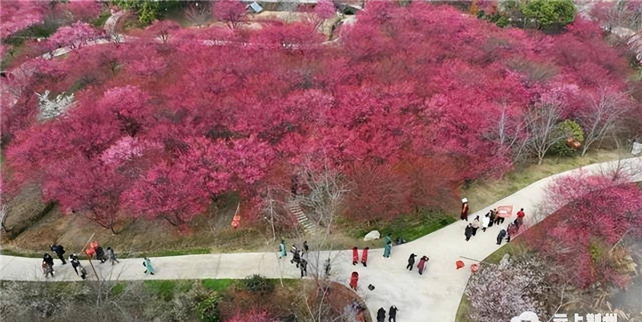 位于荆州区八岭山镇的恒荣梅园,芳香四溢,灿若云霞,游客在梅林间踏青