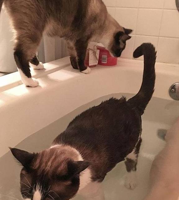 难道是个"小变态"吗?_行为_主人_问题