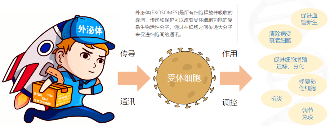 细胞间的"快递小王子":干细胞外泌体都有哪些用途呢?_研究_治疗_人体