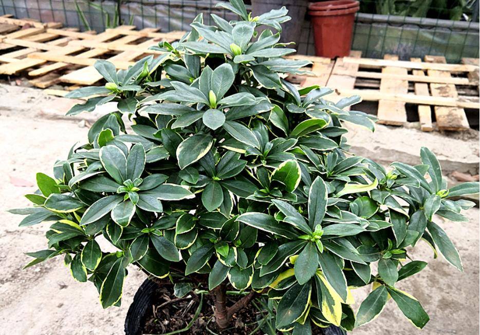 金边瑞香花朵开败后怎么养?