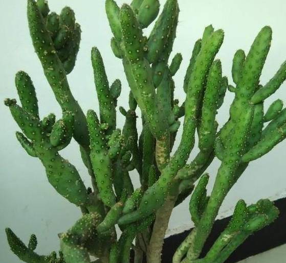 养多肉姬珊瑚,狠心砍一刀立马美回来,用上3招从此远离徒长_光照_肥料