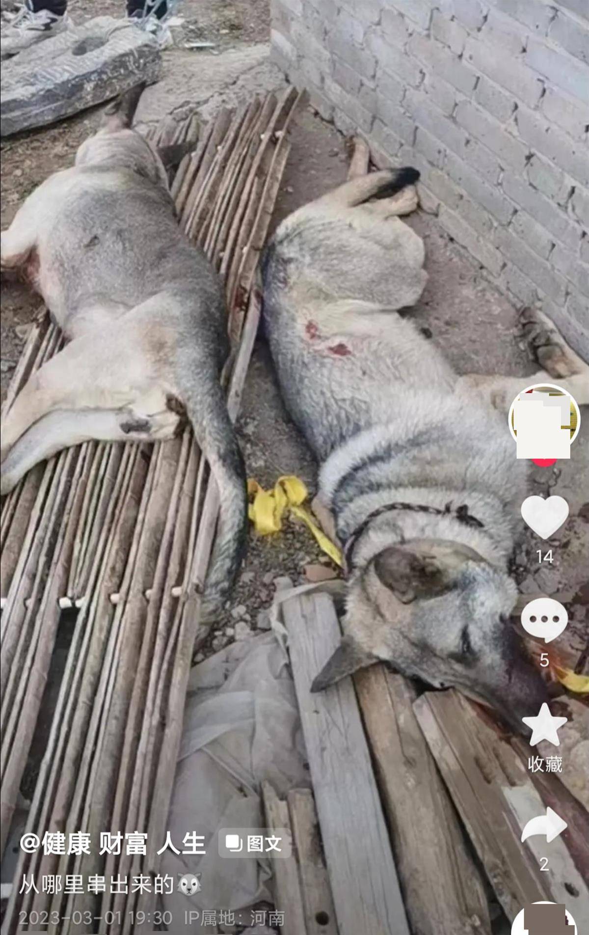 农户家中数十只羊被“狼青”犬咬死，警方：已击毙两只，正寻找仆人
