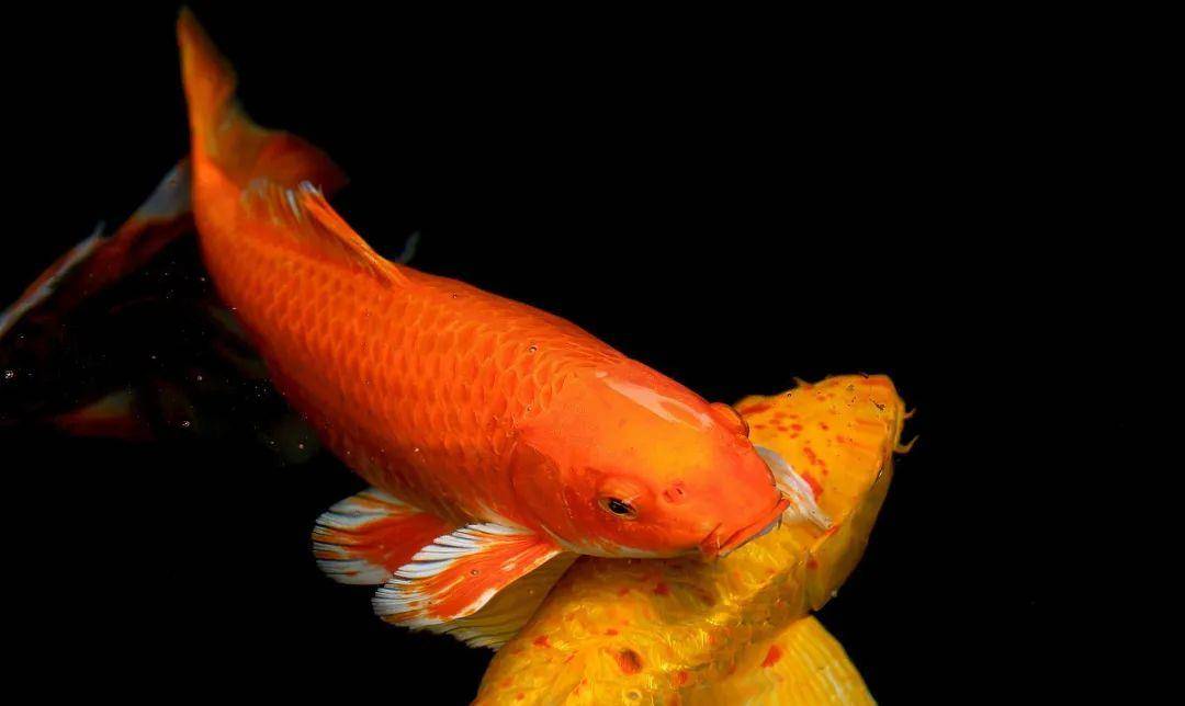 但是需要注意的是,黑色锦鲤杀气也比较重,所以没有一定把握最好不要养