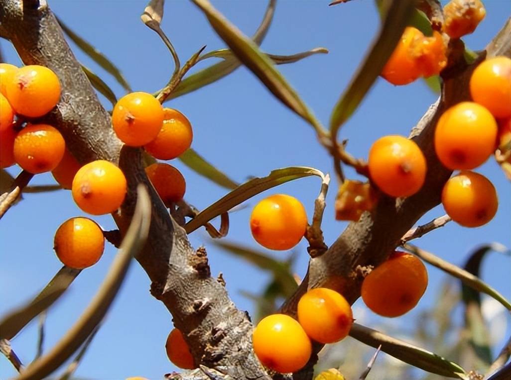 农村称为"酸不溜",城里用来做绿化,其实价值珍贵,是消炎良药_植株