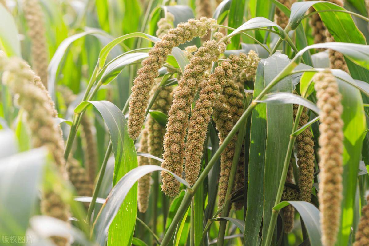 菽,粟,黍,稻,稷到底是什么?_种植_古代_农作物