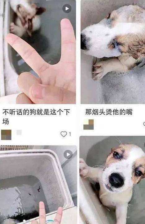小狗遭拔牙后被丢进洗衣机:定位商丘学院,该用户账号已注销_虐待_动物