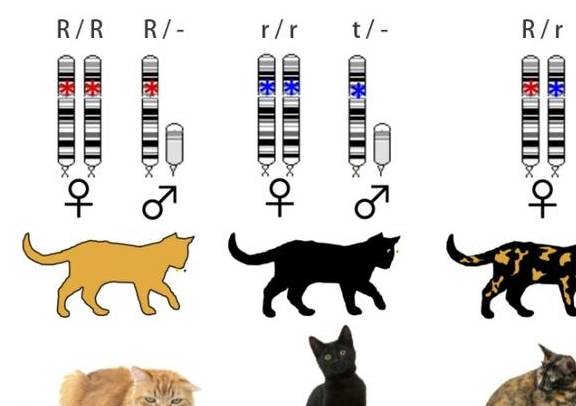 这是因为要在体内堆积脂肪形成母乳,小猫出生后的一个月左右就会断奶