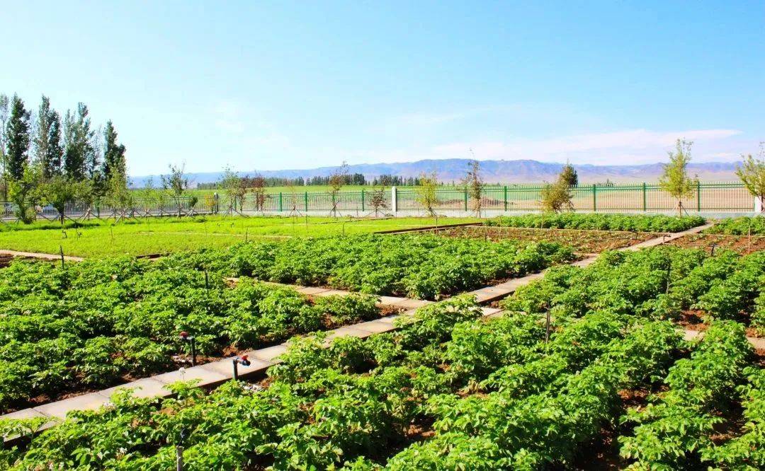 聚焦特色优势,新疆积极打造绿色有机果蔬产业集群!_建设_加工_生产