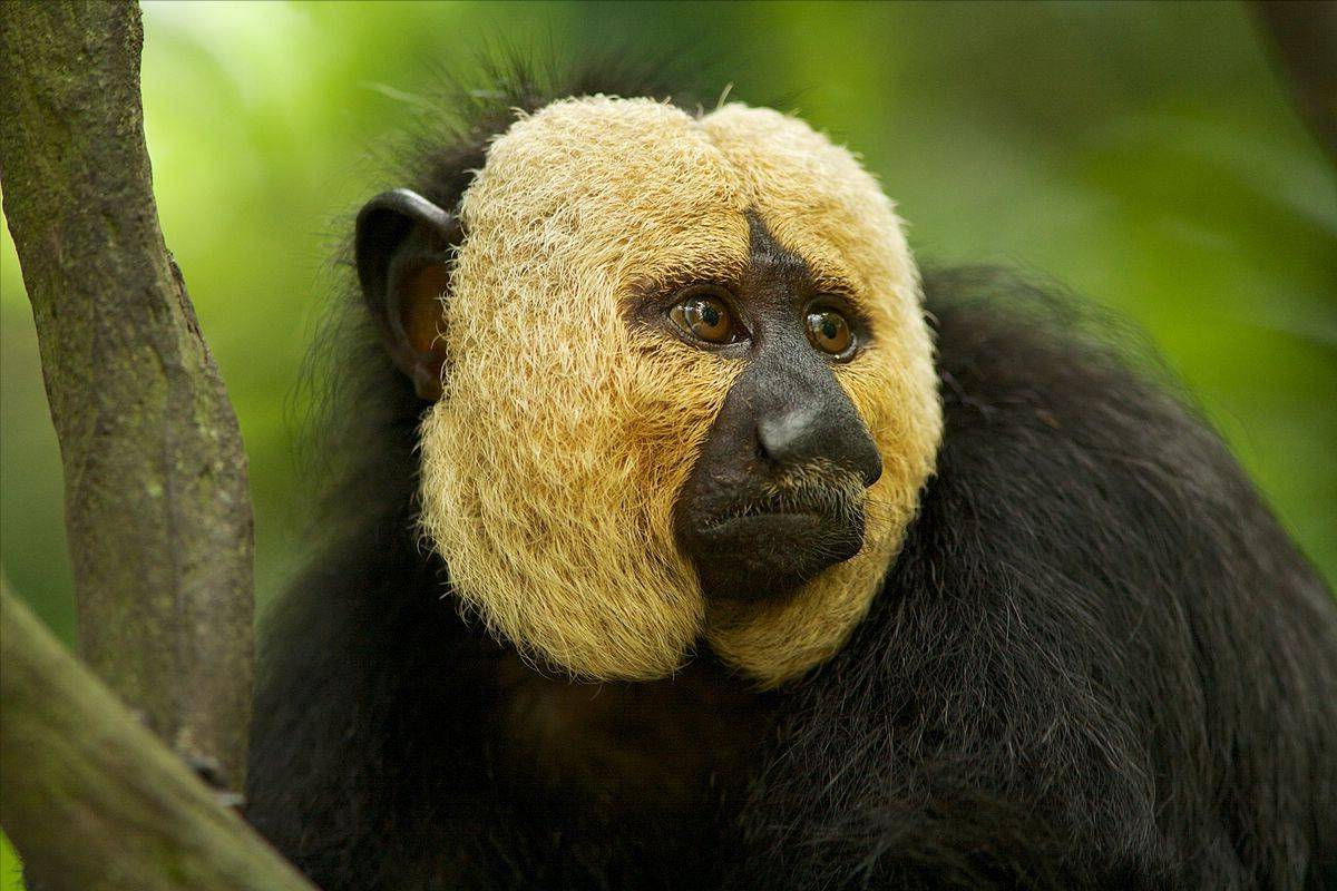 "炸裂长相"背后的小可爱:白面僧面猴,社恐杜杜的故事_动物园_人类