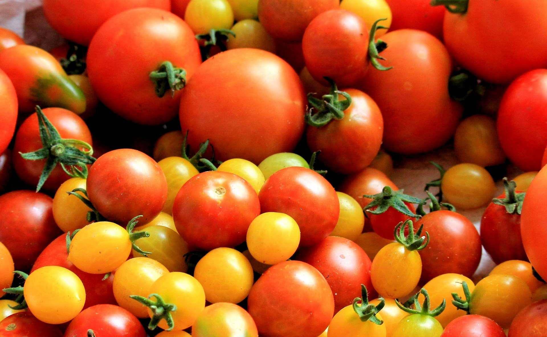 为何现在的西红柿都"硬邦邦"的,没小时候好吃,放1周都不坏?_催熟_形状