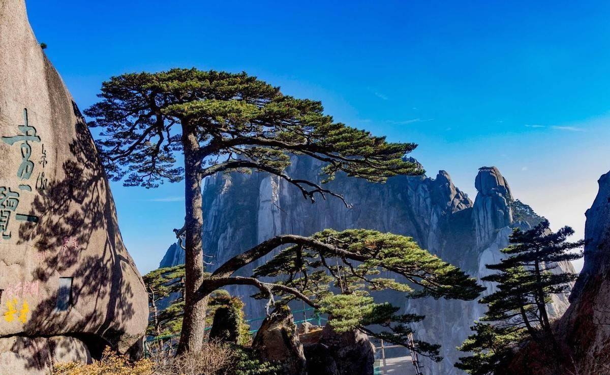 中国最值钱的一棵树,每天遭万人围观,还有专人24小