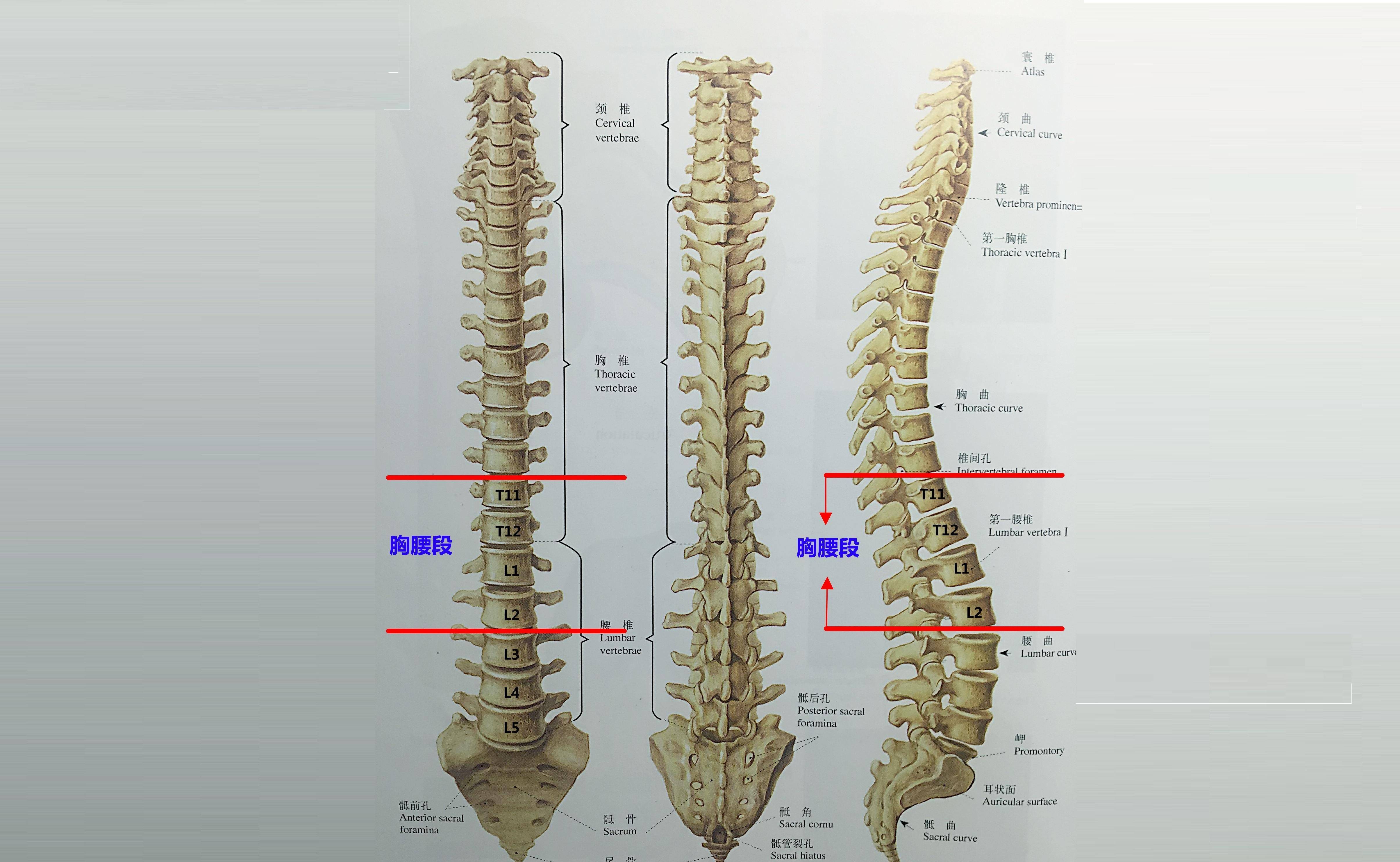 這種骨折可以發生在全脊柱的任何椎體,其中胸腰段區域是最容易發生