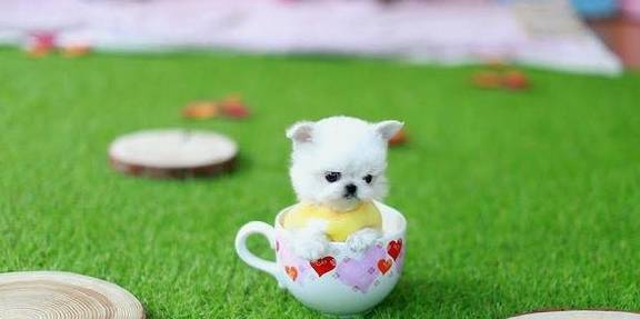 茶犬的体型非常小,实际上很难饲养,这意味着与其他品种相比,它们很难