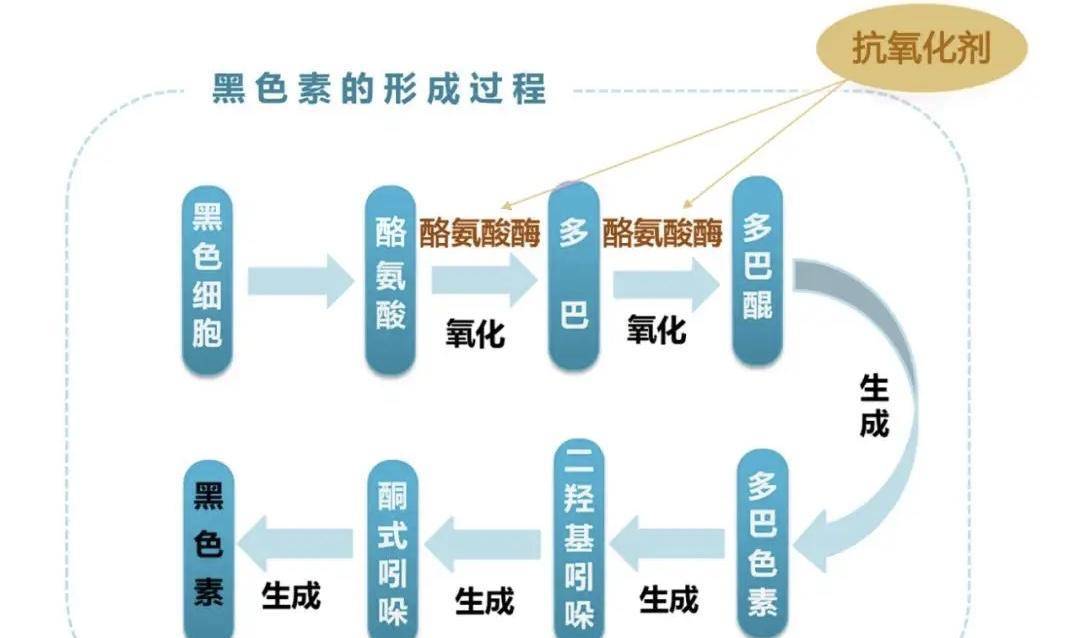 酪氨酸毛囊黑色素图片