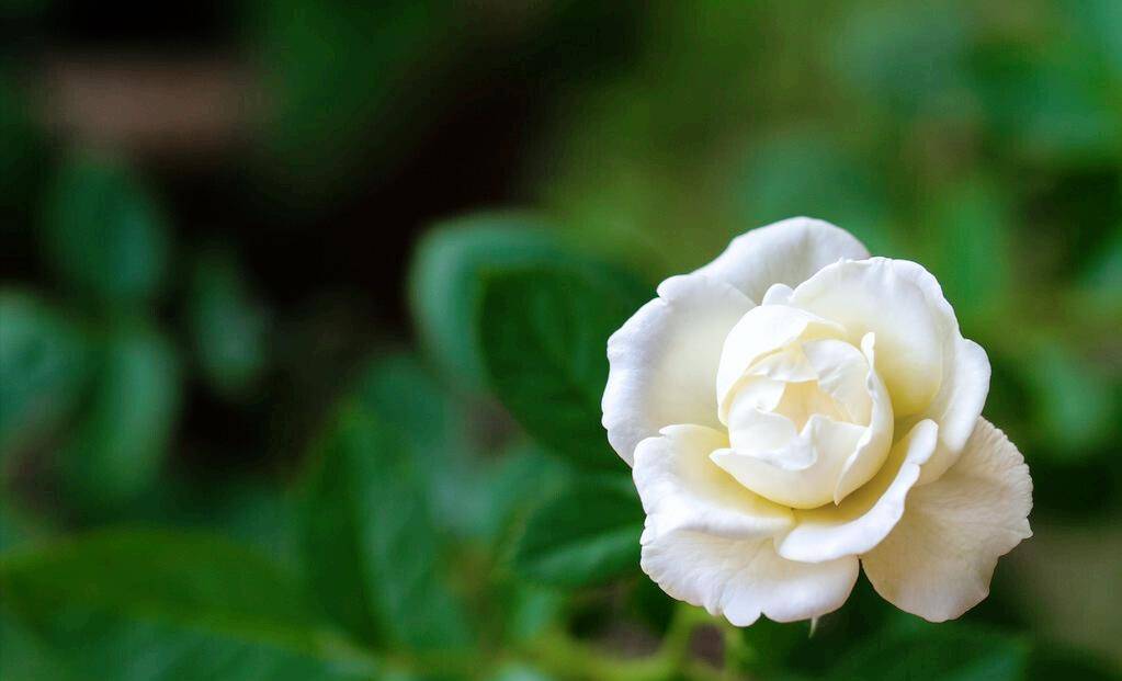 情感散文|尘世间最美的你与我_父亲_母亲_爷爷