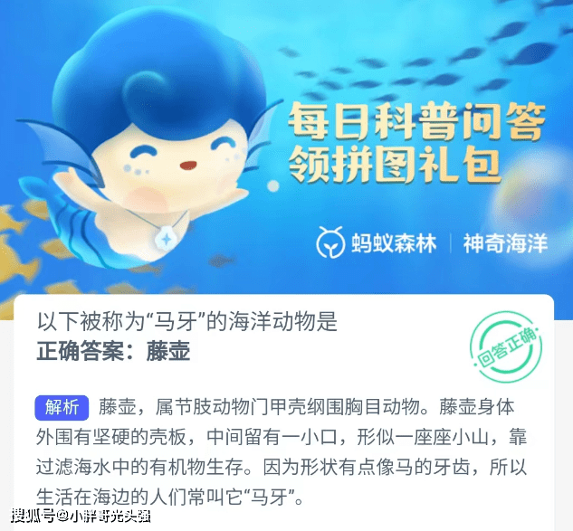 被称为“马牙”的海洋动物是什么？蚂蚁丛林奇异海洋