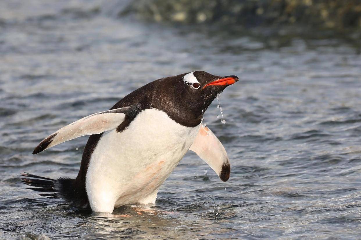 动物科普:"穿着燕尾服的绅士"——企鹅_巴布亚_羽毛_颈部