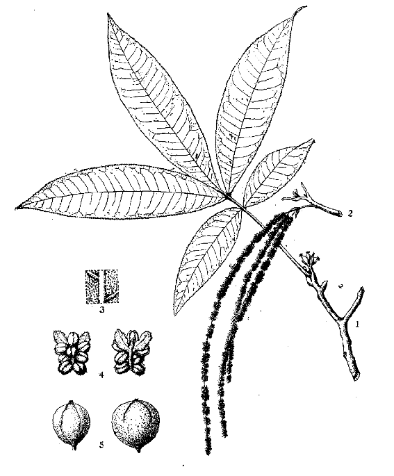 主要鉴别特征 外果皮有4条纵棱,至少两条从顶端达果实基部产贵州,浙江