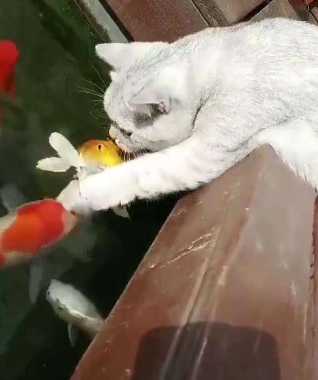 抖音"精灵"猫咪,就爱和鱼玩,还发生这神奇一幕,有精灵神力?