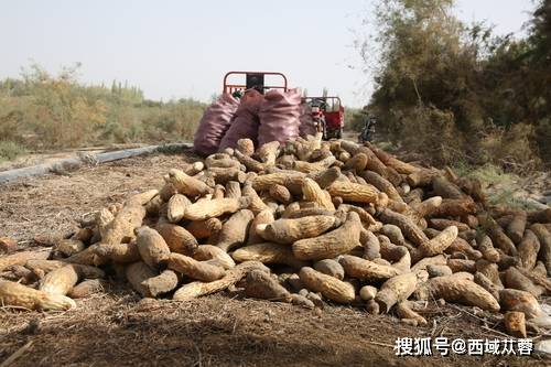 肉苁蓉的价格，肉苁蓉一斤多少钱？（肉苁蓉的处理方法）
