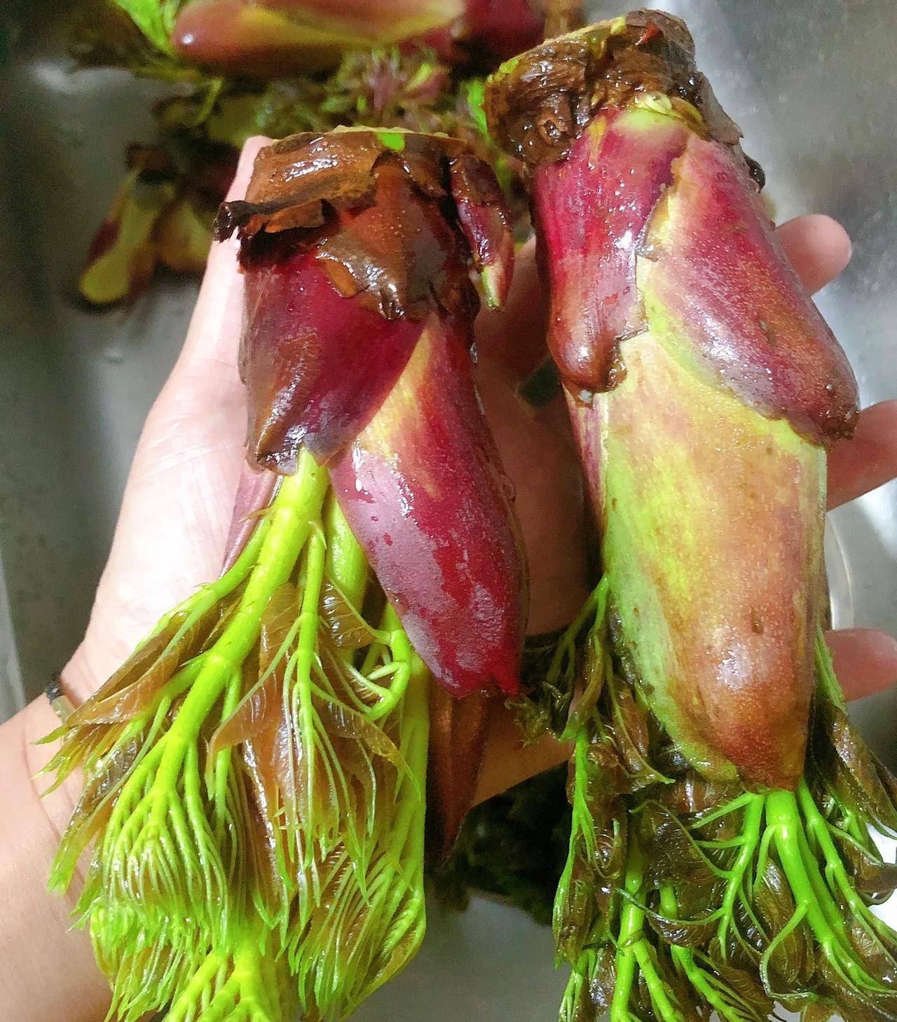 春日馋鲜,贵过肉!树头菜在煮之前_香椿_辣椒_口感