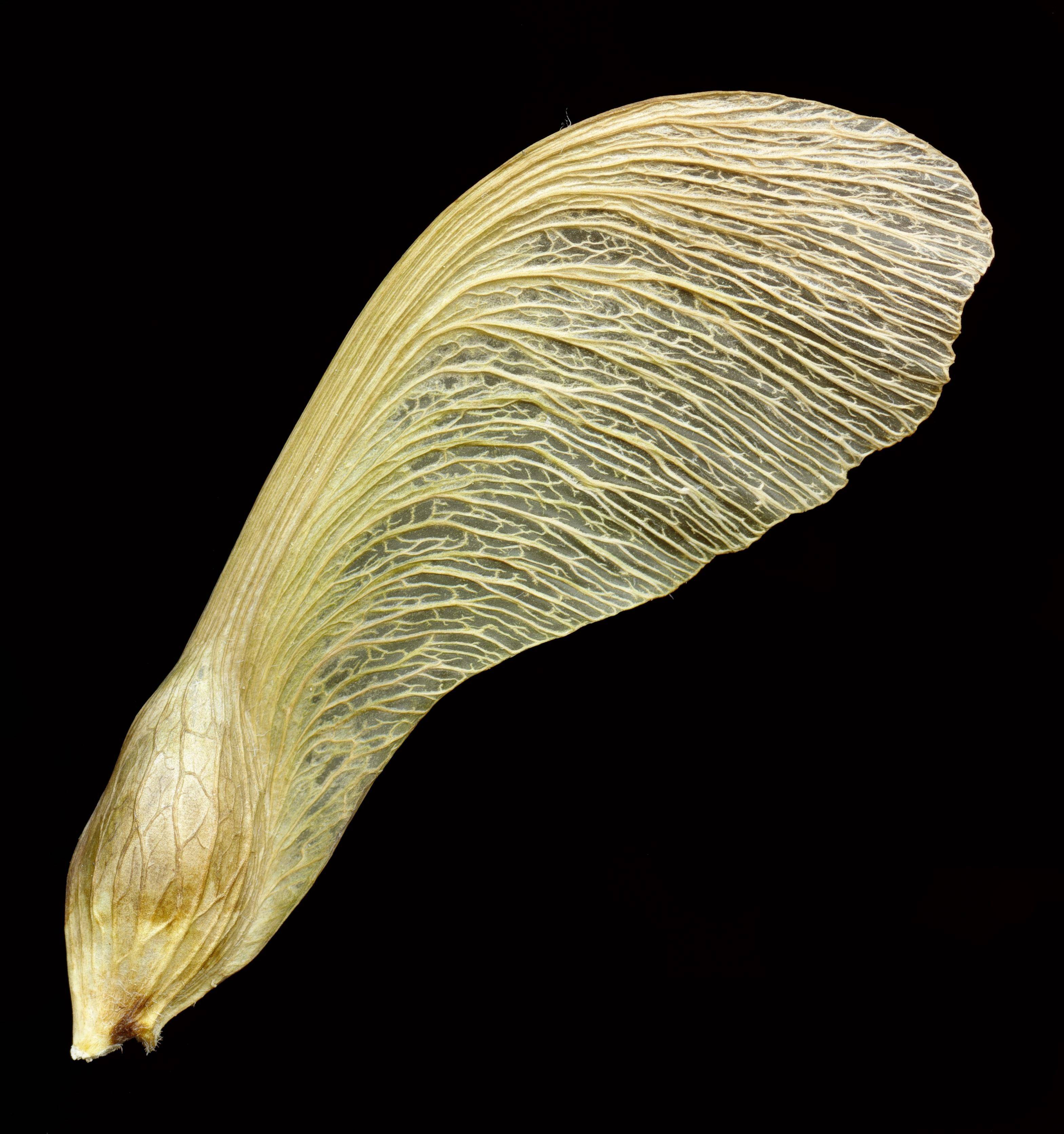 世界上那些奇形怪状的种子,每一颗都孕育着希望,你知道几种?