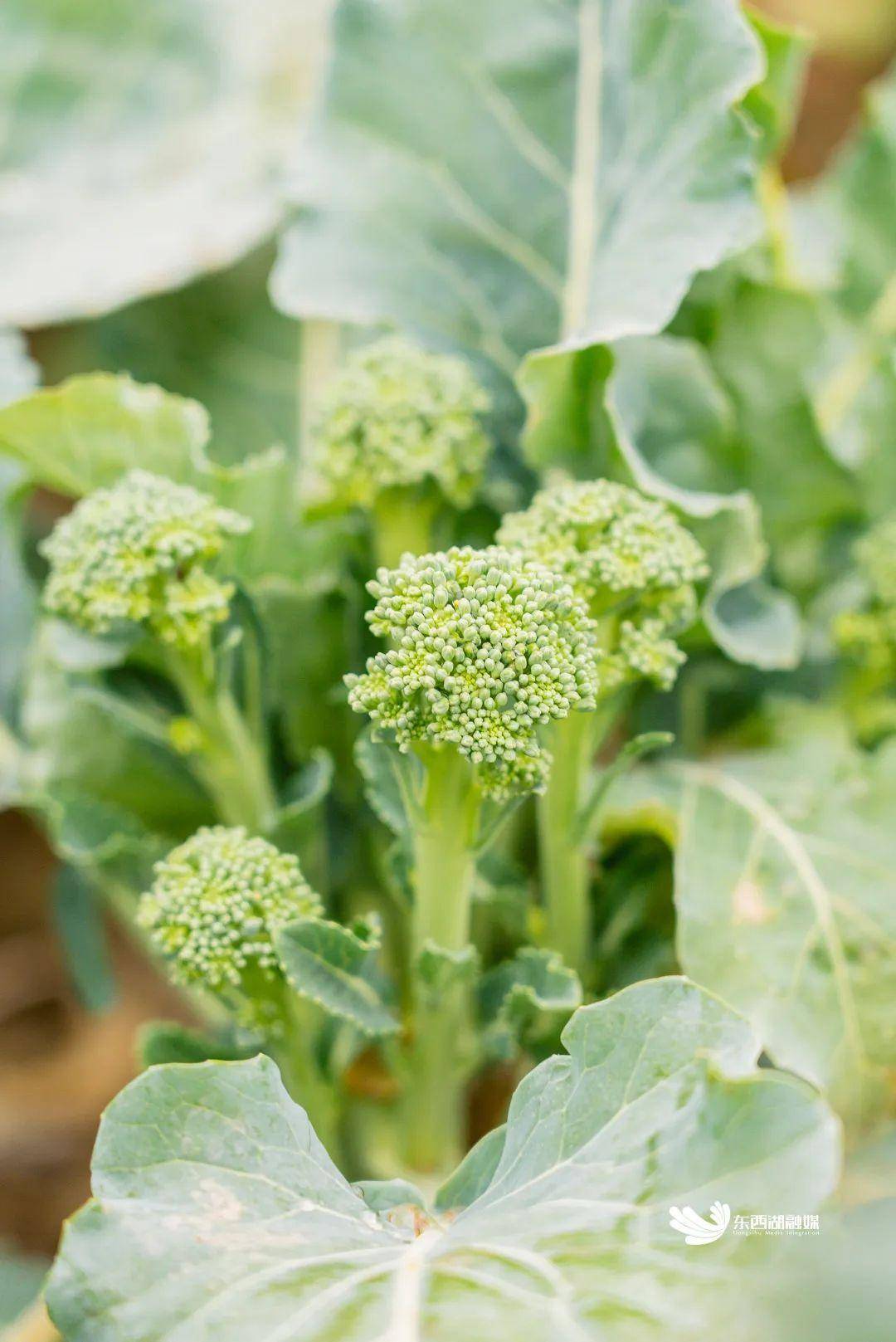 其花苔,花蕾均可食用維生素