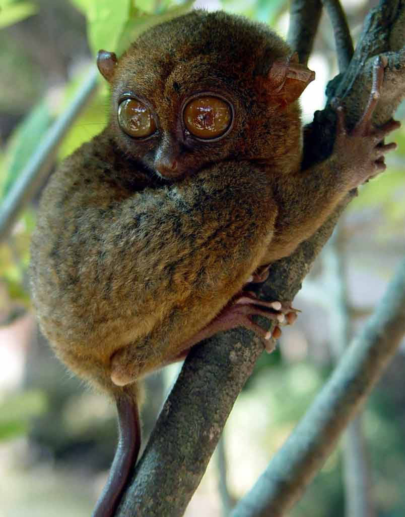 介绍菲律宾的国宝级动物_保护区_树干_白天