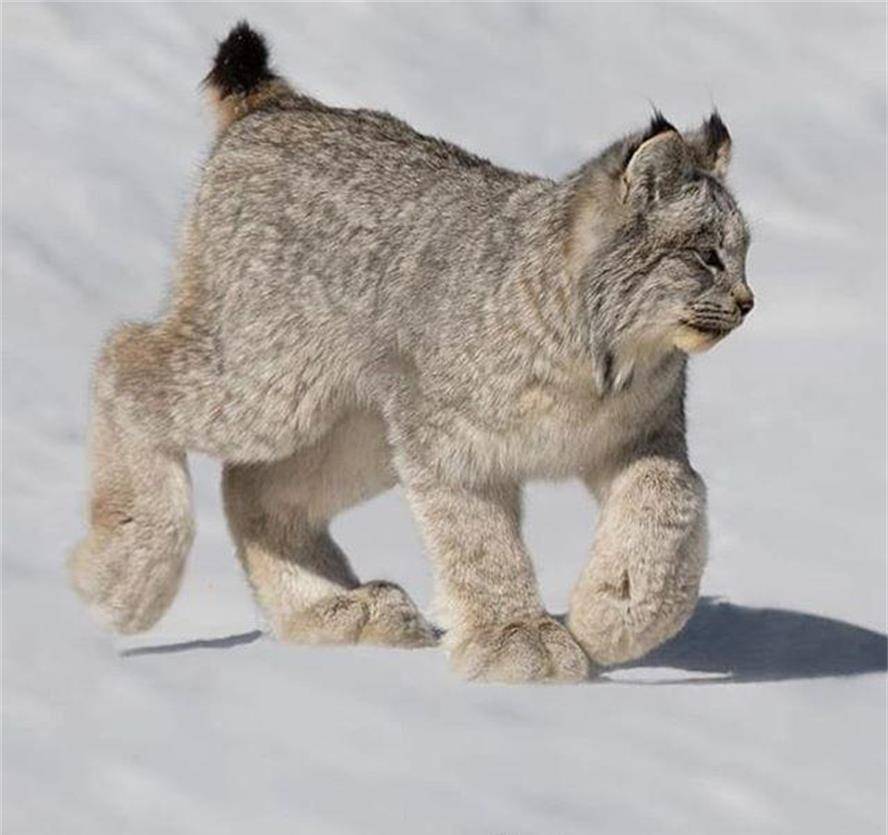 漁貂會利用大雪做掩護偷襲休息中的猞猁.