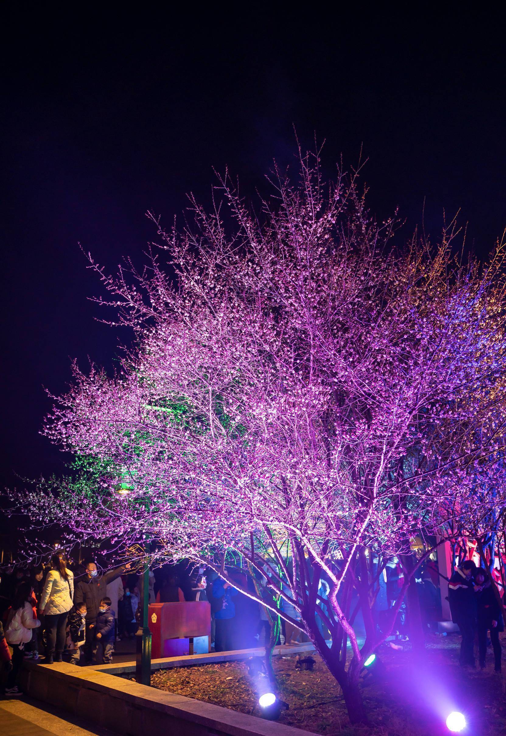 南京傅家边梅花门票图片