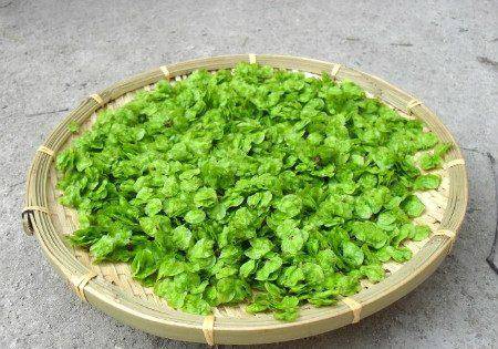 榆钱_榆树_食用
