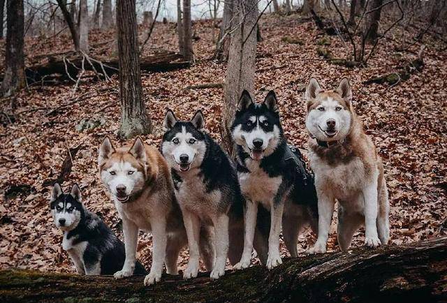 在外国有位网友养了五只哈士奇,毕竟出个门回家,可能就找不到房子了哈