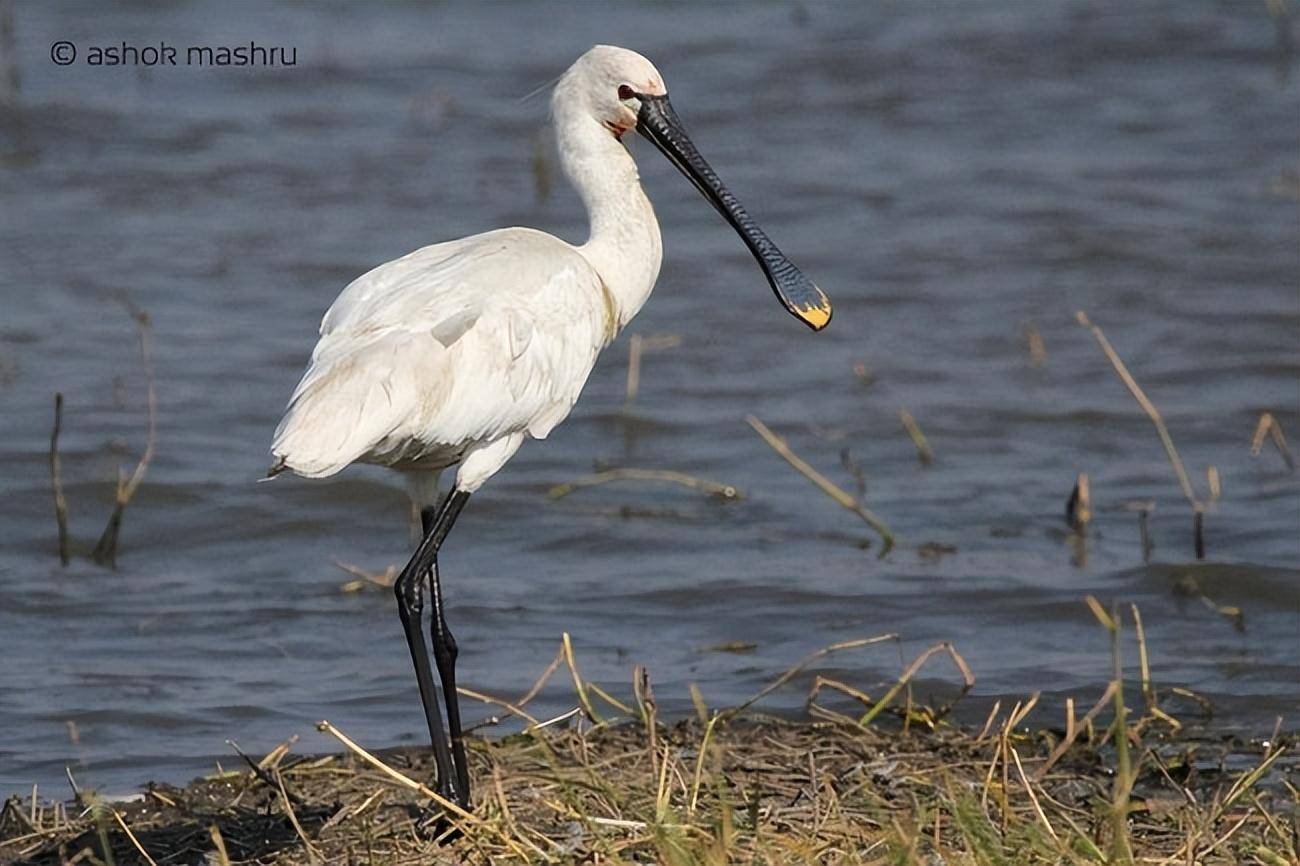 它是荷兰的国鸟,详细了解白琵鹭_黄色_浅水_食物