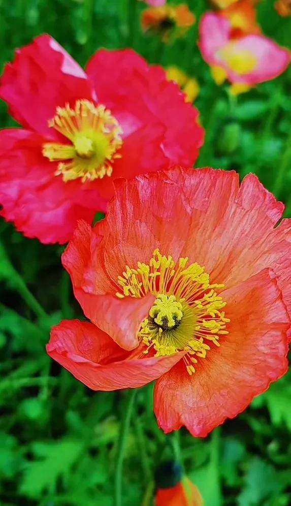 虞美人盛开的山坡,迎风招展,招蜂引蝶.