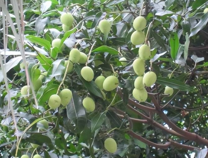 这果子6月就熟,城里常掉一地没人要,农村人却把它当芒果吃_扁桃_果树