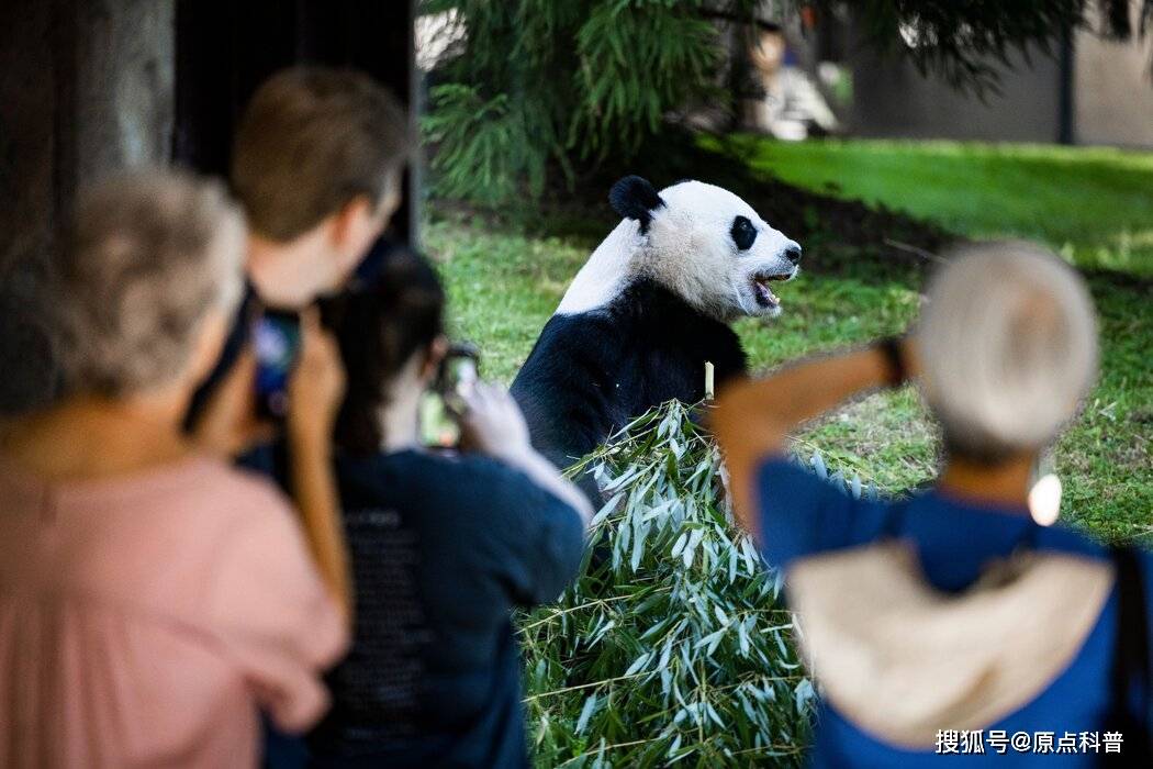 熊猫:我卖萌我吃苦,我为祖国赚航母_比利时_中国_英国