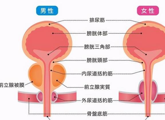 为何只有男性发病?听听医生怎么说_唐女士_膀胱_患者