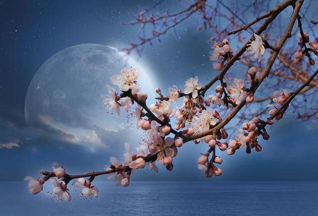 一首唐诗,写出了春山月下之美,意境清新,句句美妙动人_进行_花香_山夜