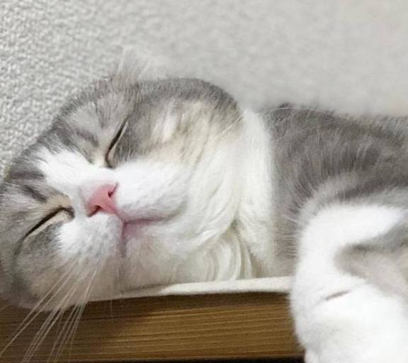 原创
猫咪的一些生活须知插图8