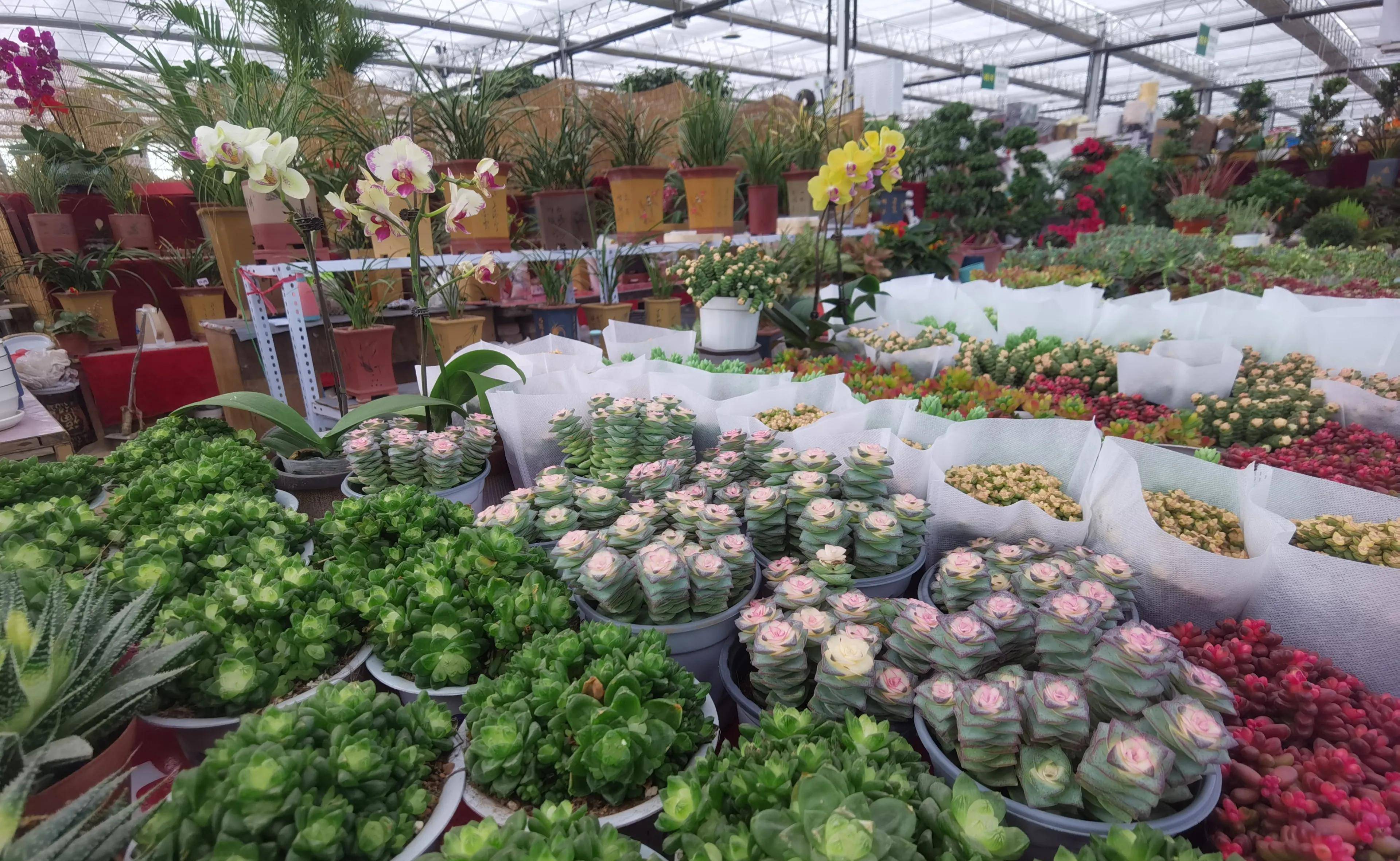 巨坤花卉市场是西安北郊最大的花卉市场,价格便宜,女神节必去